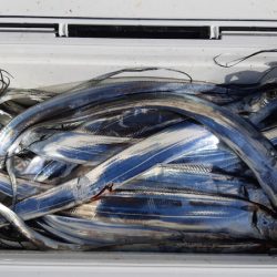 KIM Fishing Guide Service 釣果