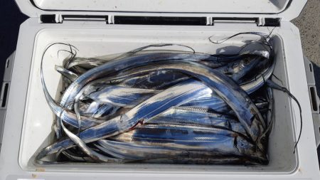 KIM Fishing Guide Service 釣果