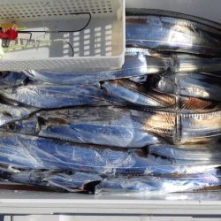 KIM Fishing Guide Service 釣果