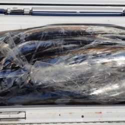 KIM Fishing Guide Service 釣果