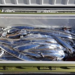 KIM Fishing Guide Service 釣果