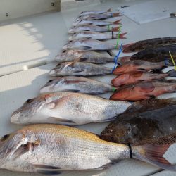 KIM Fishing Guide Service 釣果