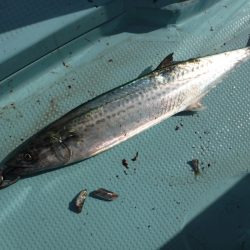 ＢｌｕｅＮｏｔｅ　Ｆｉｓｈｉｎｇ　Ｔａｘｉ 釣果