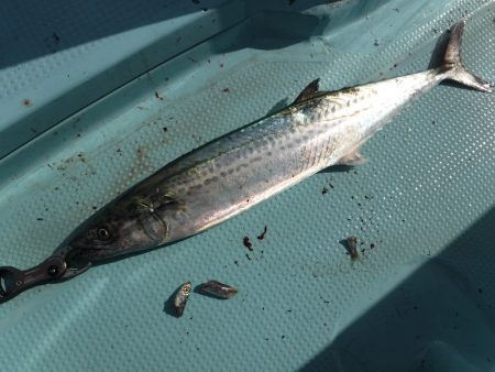 ＢｌｕｅＮｏｔｅ　Ｆｉｓｈｉｎｇ　Ｔａｘｉ 釣果