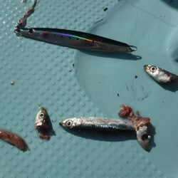 ＢｌｕｅＮｏｔｅ　Ｆｉｓｈｉｎｇ　Ｔａｘｉ 釣果