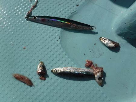 ＢｌｕｅＮｏｔｅ　Ｆｉｓｈｉｎｇ　Ｔａｘｉ 釣果