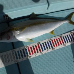 ＢｌｕｅＮｏｔｅ　Ｆｉｓｈｉｎｇ　Ｔａｘｉ 釣果