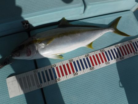 ＢｌｕｅＮｏｔｅ　Ｆｉｓｈｉｎｇ　Ｔａｘｉ 釣果