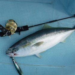 ＢｌｕｅＮｏｔｅ　Ｆｉｓｈｉｎｇ　Ｔａｘｉ 釣果