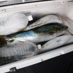 ＢｌｕｅＮｏｔｅ　Ｆｉｓｈｉｎｇ　Ｔａｘｉ 釣果