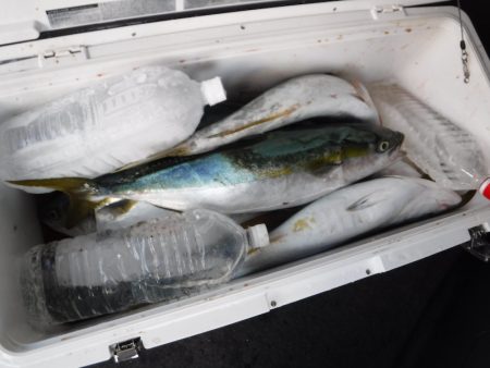 ＢｌｕｅＮｏｔｅ　Ｆｉｓｈｉｎｇ　Ｔａｘｉ 釣果