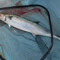 ＢｌｕｅＮｏｔｅ　Ｆｉｓｈｉｎｇ　Ｔａｘｉ 釣果