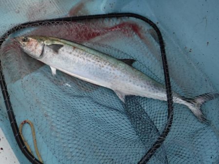 ＢｌｕｅＮｏｔｅ　Ｆｉｓｈｉｎｇ　Ｔａｘｉ 釣果