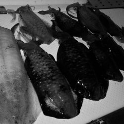 South Current 釣果