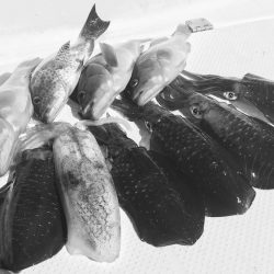 South Current 釣果