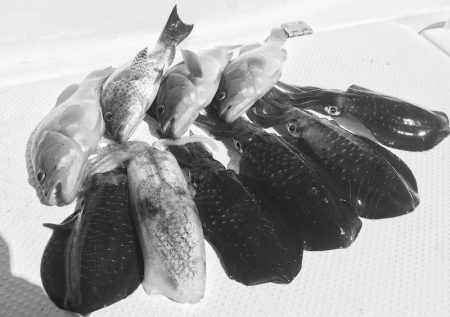 South Current 釣果