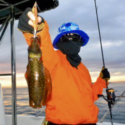 South Current 釣果