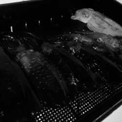 South Current 釣果