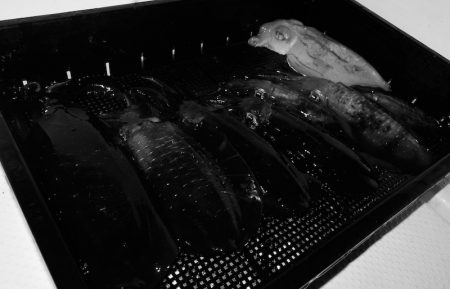 South Current 釣果