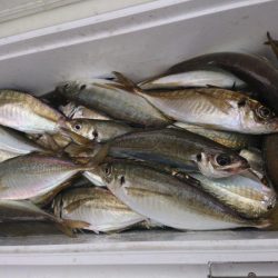 深川 吉野屋 釣果