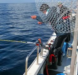 第二清洋丸 釣果