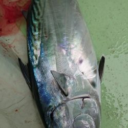 米丸 釣果