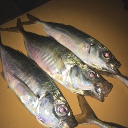 トレモロAJは本当にオススメ！！【がまかつ LUXXE宵姫　インプレッション】