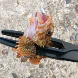 宵姫シリーズは忖度なくリピーター確定！！【がまかつ LUXXE宵姫　インプレッション】