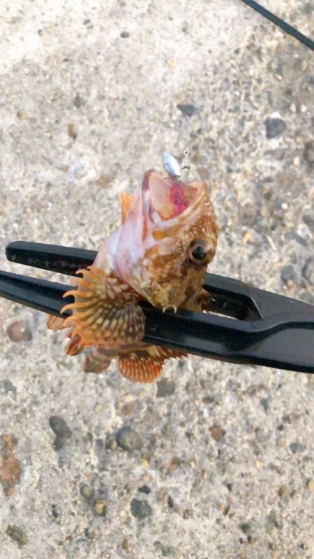 宵姫シリーズは忖度なくリピーター確定！！【がまかつ LUXXE宵姫　インプレッション】