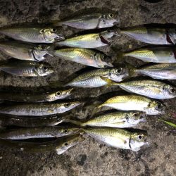 宵姫 AJカスタムはストレスフリー！【がまかつ LUXXE宵姫　インプレッション】