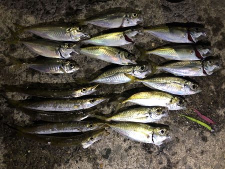 宵姫 AJカスタムはストレスフリー！【がまかつ LUXXE宵姫　インプレッション】