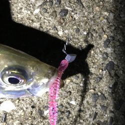 友人より先に宵姫トレモロAJにヒット！！【がまかつ LUXXE宵姫　インプレッション】