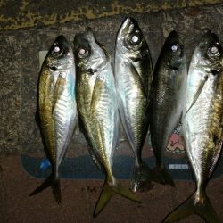 日本海アジングレポート【がまかつ LUXXE宵姫　インプレッション】