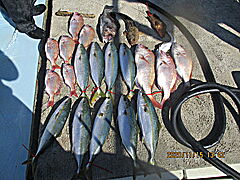 遊漁船 未紗奈 釣果