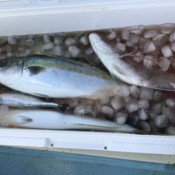 八海丸 釣果