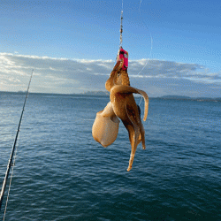 イイダコ釣り 兵庫県 瀬戸内海側 中川 揖保川 オクトパッシング タコ 陸っぱり 釣り 魚釣り 釣果情報サイト カンパリ
