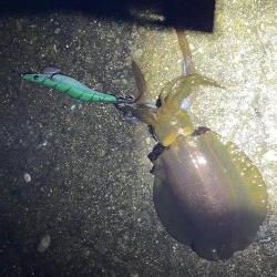 今年のエギングあたりポイントでアオリイカ