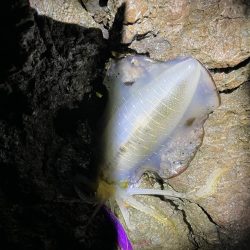 エギング大会開催してアオリイカ釣ってきました。キロアップ釣った人も( ﾟДﾟ)