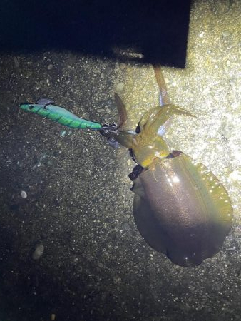 今年のエギングあたりポイントでアオリイカ