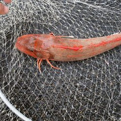 和歌山中紀でショアジギングとエギング