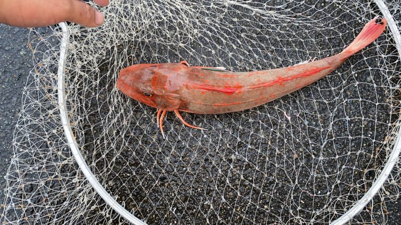 和歌山中紀でショアジギングとエギング