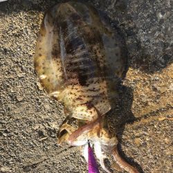 エギングでアオリイカ釣果