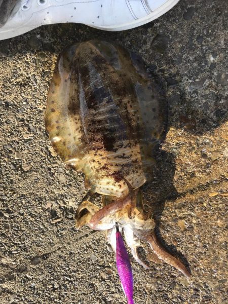 エギングでアオリイカ釣果