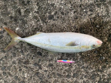 仕事前のショアジギ