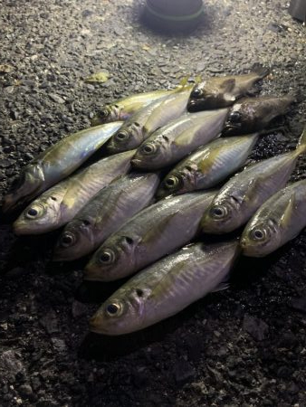 アジ、メバリング