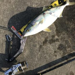 舞洲でなんとか1匹