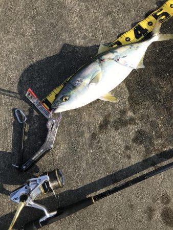 舞洲でなんとか1匹