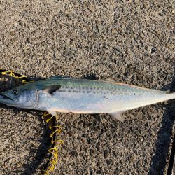 ショアジギデビュー