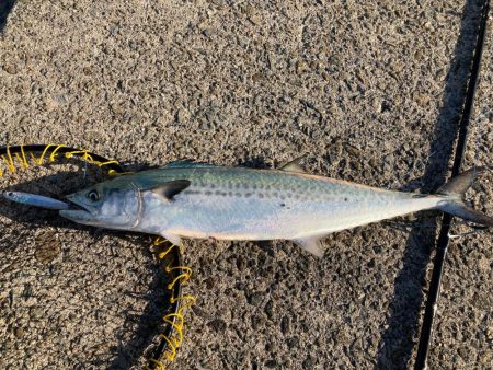 ショアジギデビュー