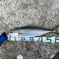 青物釣行